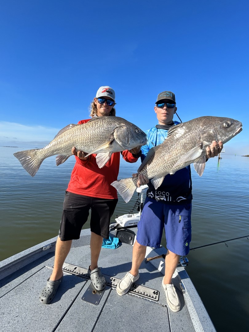 Black Drum