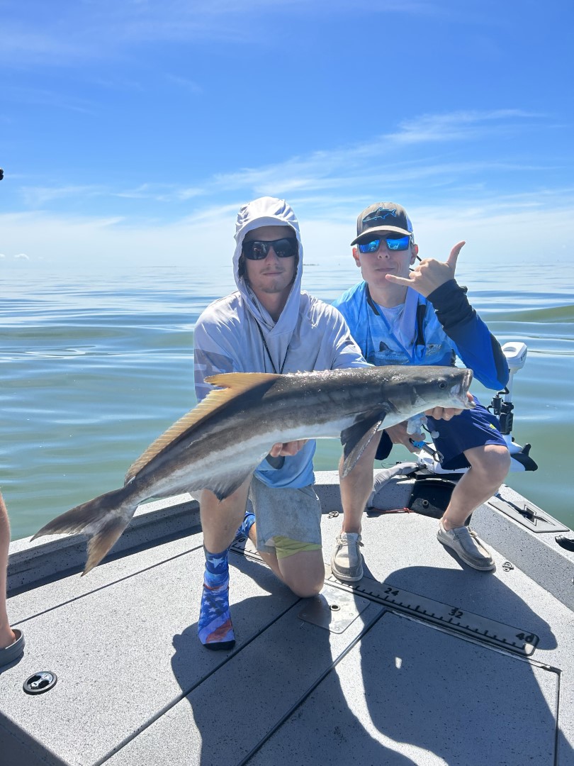 Cobia