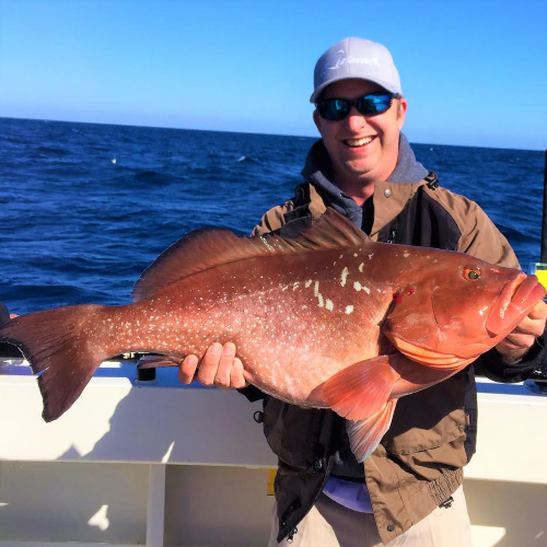 Red Grouper