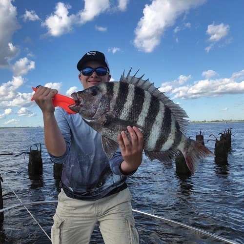 Sheepshead